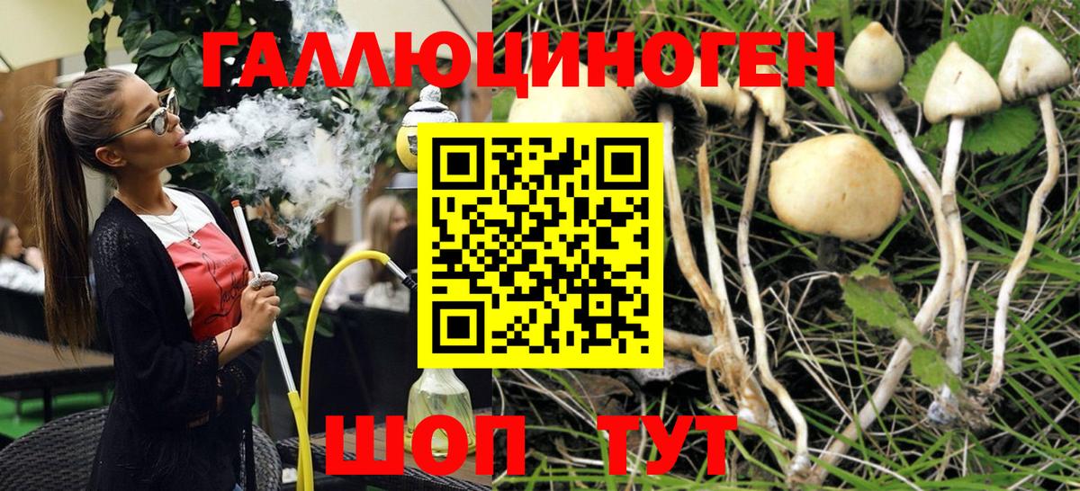 Галлюциногенные грибы Psilocybe Острогожск